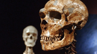 Ancient humans may not have interbred with Neanderthals, after all
